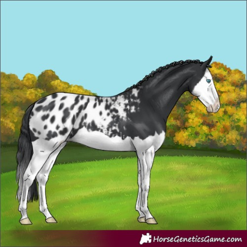 Horse Color:Black Splash Blanket 