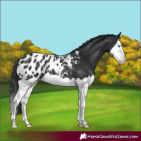 Horse Color:Black Splash Blanket 