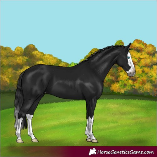 Horse Color:Gray Brown Splash Varnish