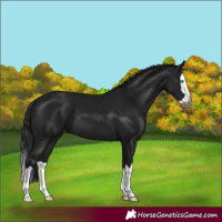 Horse Color:Gray Brown Splash Varnish