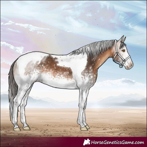 Horse Color:White Spotted Bay Tobiano Blanket