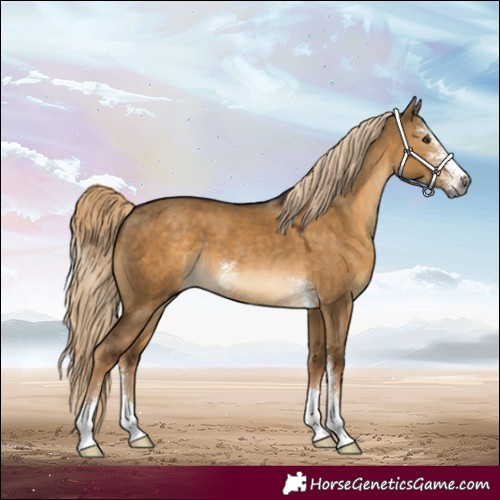 Horse Color:Gray Chocolate Palomino Dun Sabino