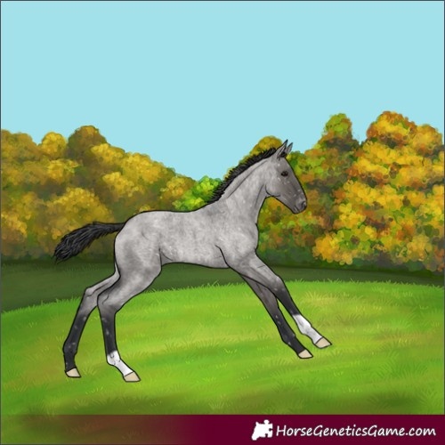 Horse Color:Grullo Roan Blanket 
