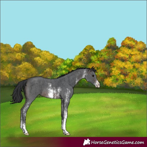 Horse Color:Brown Sabino 
