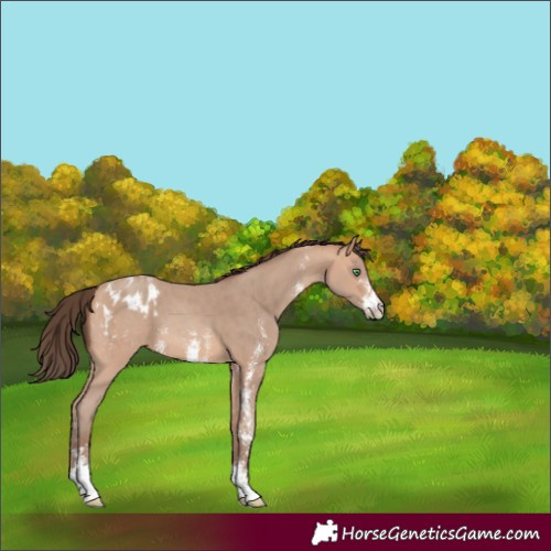 Horse Color:Amber Champagne Sabino Appaloosa