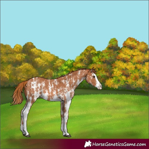 Horse Color:Chestnut Sabino Splash Appaloosa 