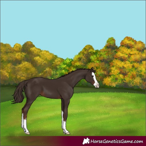 Horse Color:Liver Chestnut Splash Appaloosa 