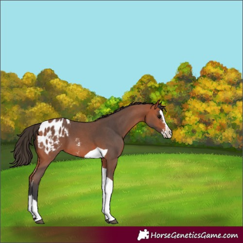 Horse Color:Bay Sabino Splash Tobiano Appaloosa 