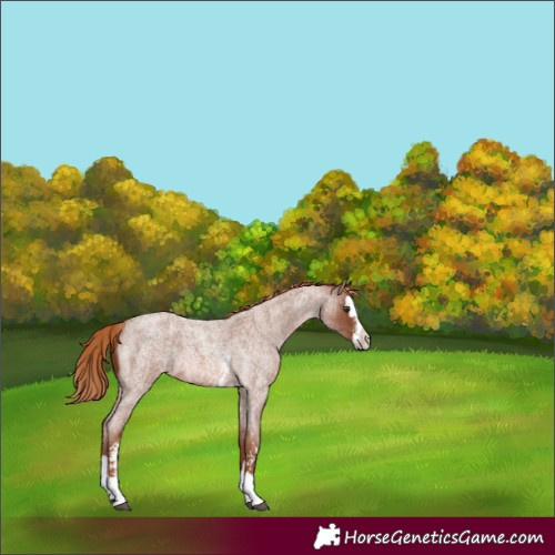 Horse Color:Red Roan Sabino Splash 