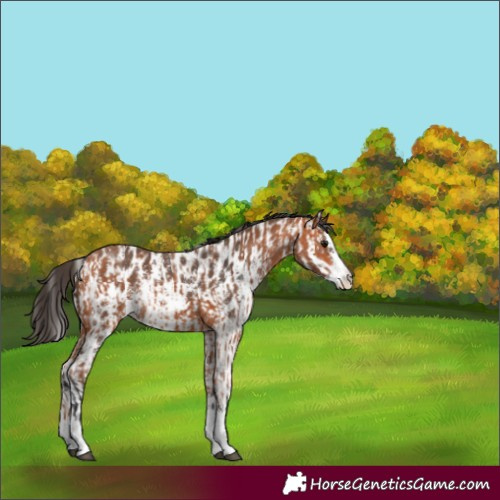 Horse Color:Bay Splash Rabicano  and Bay Sabino Appaloosa Rabicano 