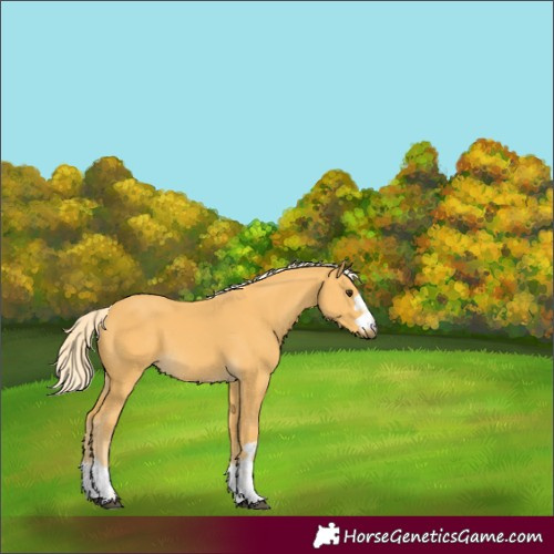 Horse Color:Palomino 