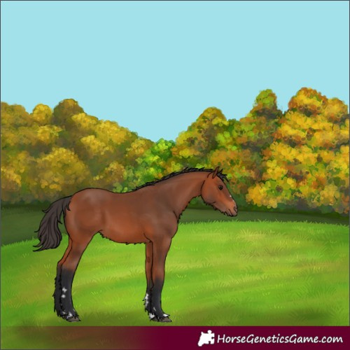 Horse Color:Bay 