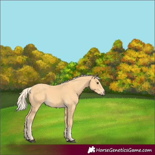 Horse Color:Palomino 