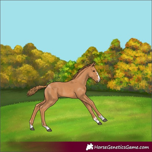 Horse Color:Chestnut 