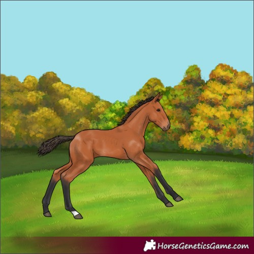 Horse Color:Bay 