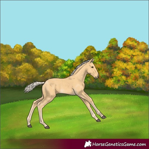 Horse Color:Palomino 