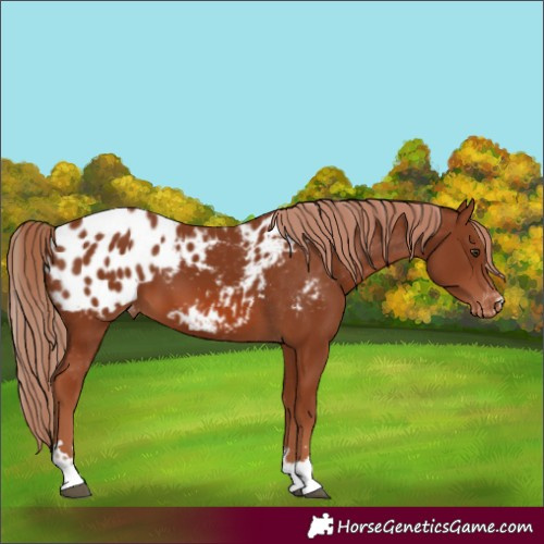 Horse Color:Chestnut Appaloosa 