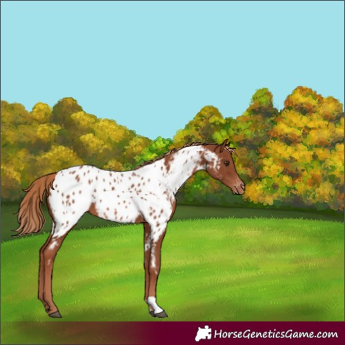 Horse Color:Chestnut Appaloosa