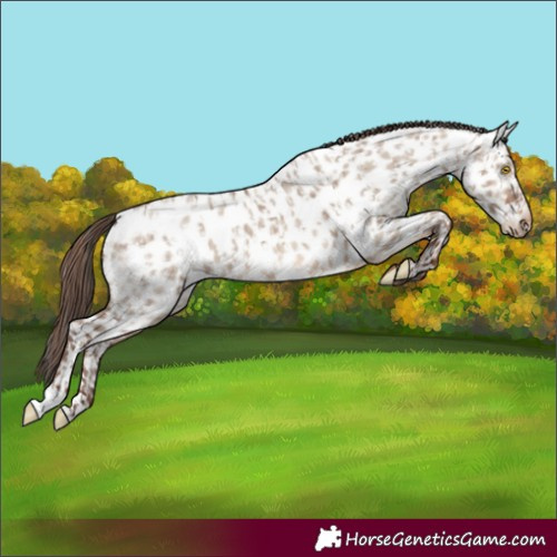 Horse Color:Sable Champagne Dun Near Leopard and Sable Champagne Dun Near Leopard