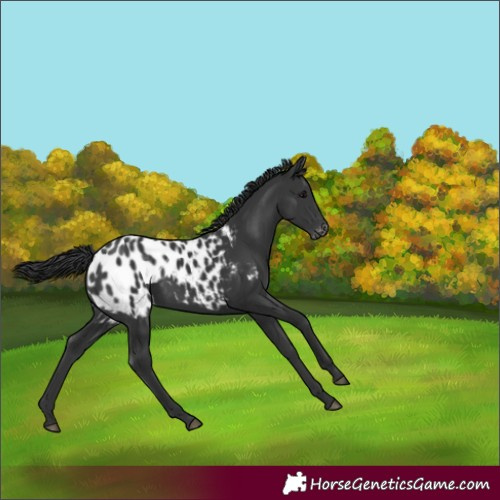Horse Color:Black Appaloosa