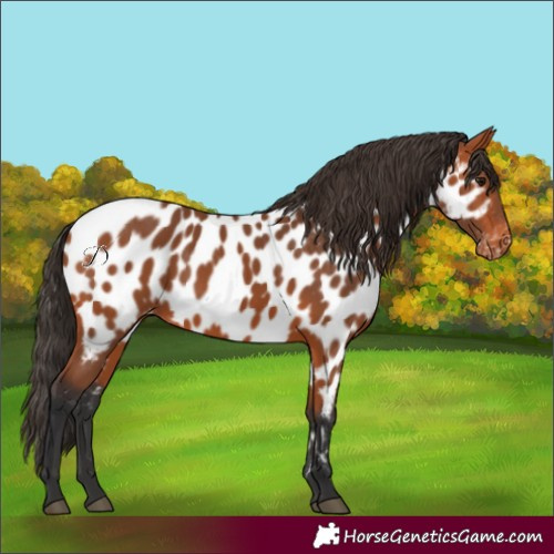 Horse Color:Bay Near Leopard 