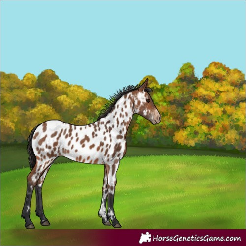 Horse Color:Bay Appaloosa Rabicano 