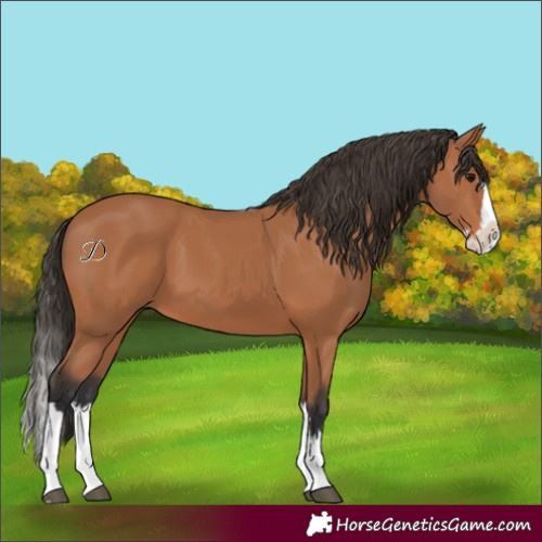 Horse Color:Bay Splash