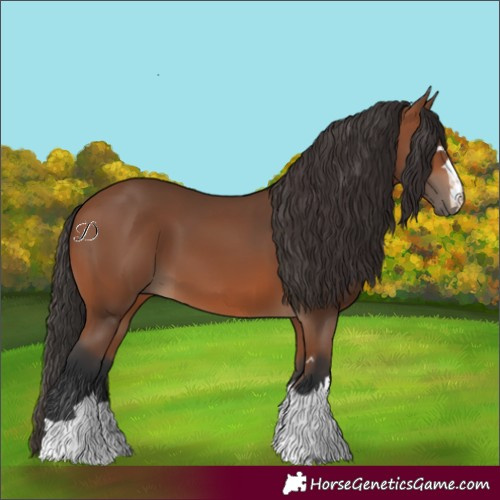Horse Color:Bay 