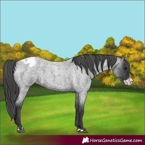 Horse Color:Unknown 