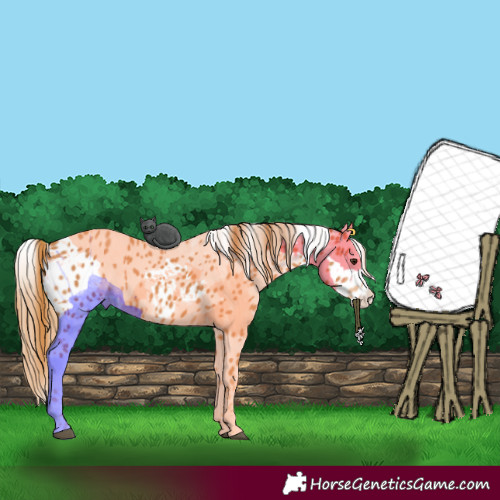 Horse Color:Chestnut Splash Leopard