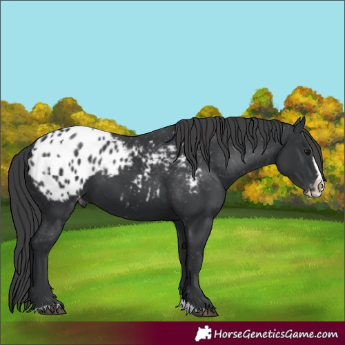 Horse Color:Black Splash Appaloosa