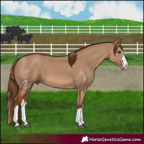Horse Color:Red Dun Splash and Red Dun Splash