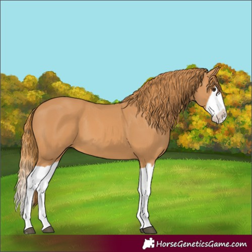 Horse Color:Chestnut Splash 