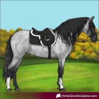 Horse Color:Blue Roan