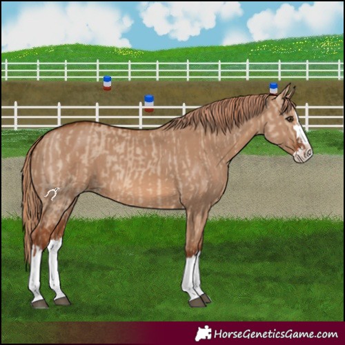 Horse Color:Red Dun Splash and Red Dun Splash Rabicano