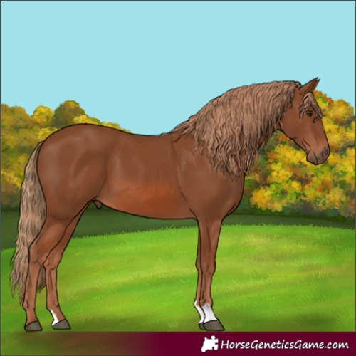 Horse Color:Chestnut 