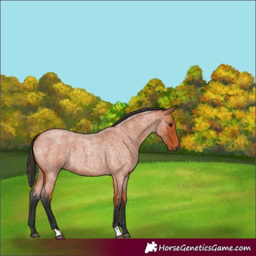 Horse Color:Bay Roan