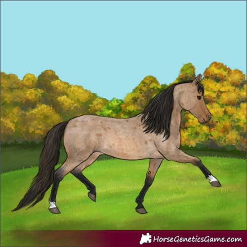 Horse Color:Gray Buckskin Roan 
