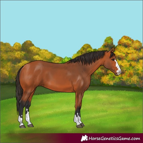 Horse Color:Unknown 