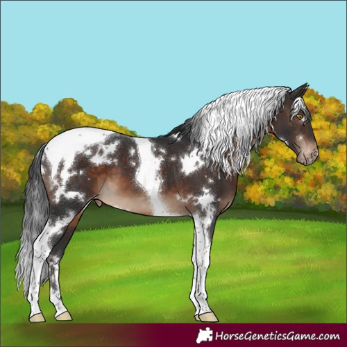 Horse Color:White Spotted Brown Tobiano Varnish