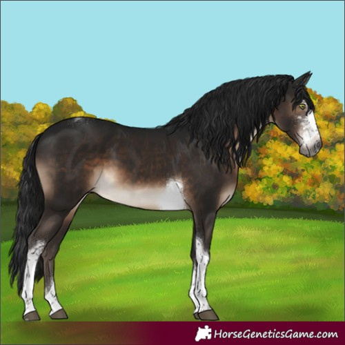 Horse Color:Gray Brown Mushroom Sabino Tobiano