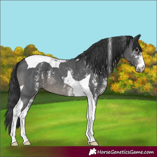 Horse Color:Unknown 