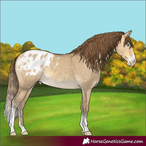 Horse Color:Sable Cream Champagne Dun Sabino Tobiano Blanket 