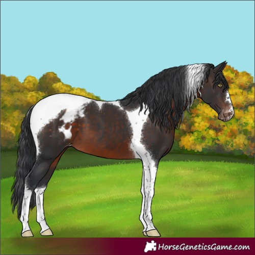 Horse Color:Brown Mushroom Tobiano Blanket
