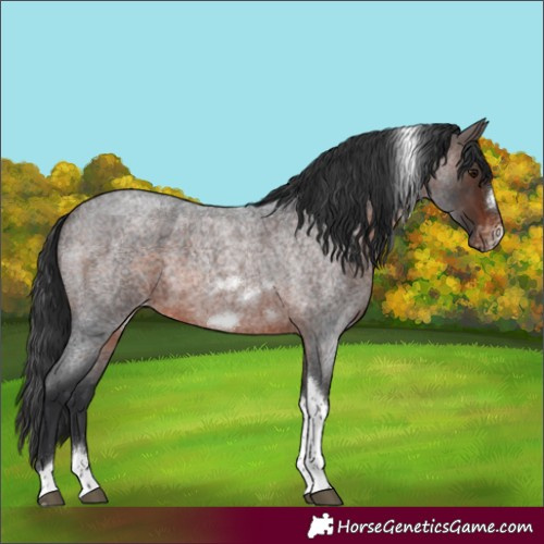 Horse Color:Brown Roan Tobiano Frame Varnish