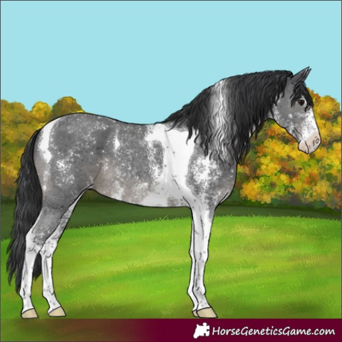 Horse Color:Black Mushroom Sabino Tobiano Skewed LP Spotted 