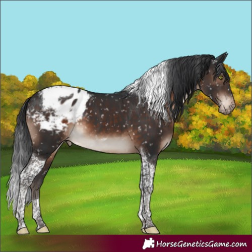 Horse Color:Brown Mushroom Tobiano Blanket 