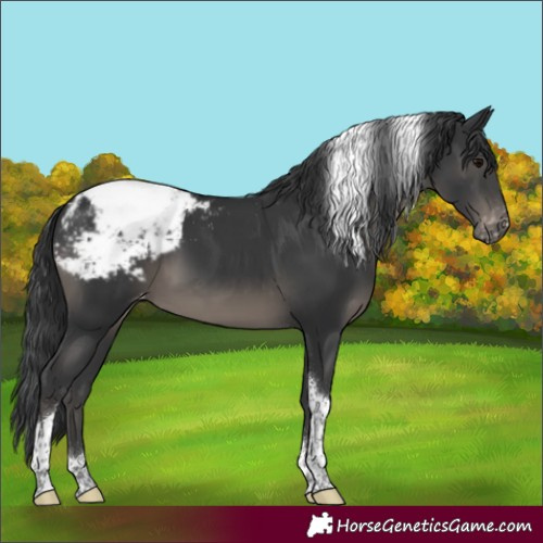 Horse Color:Black Tobiano Snowcap