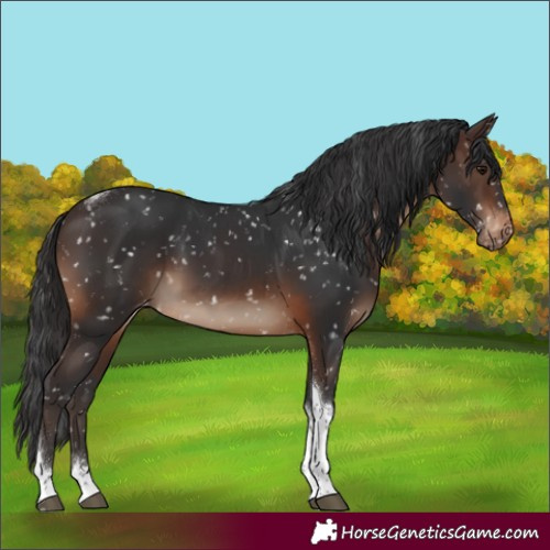 Horse Color:Brown Tobiano Snowflake Varnish