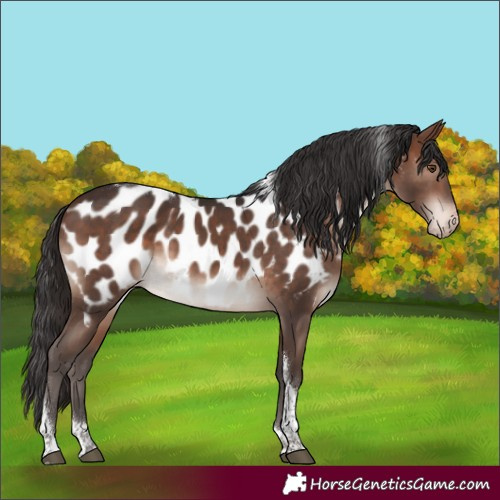 Horse Color:Brown Mushroom Tobiano Near Leopard 